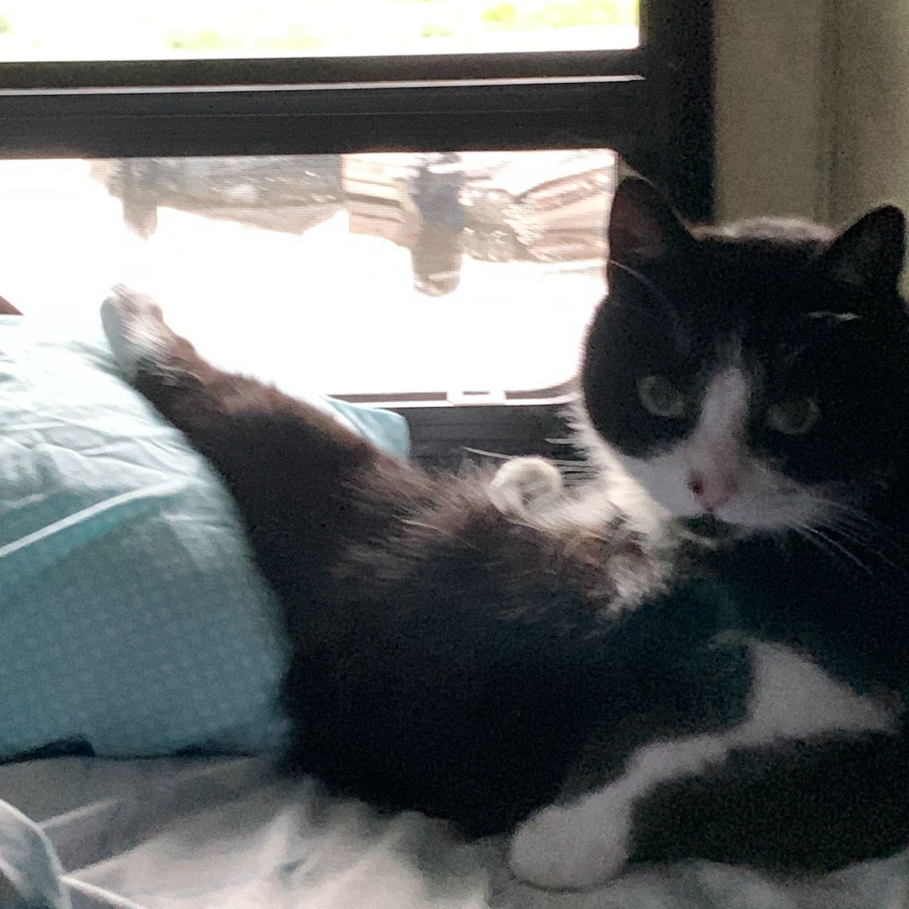 fuzzy7