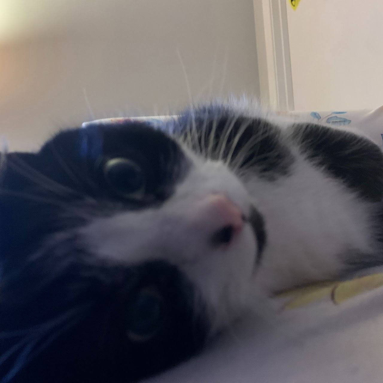 fuzzy8